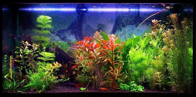 30 Galonluk Tank Seçimi