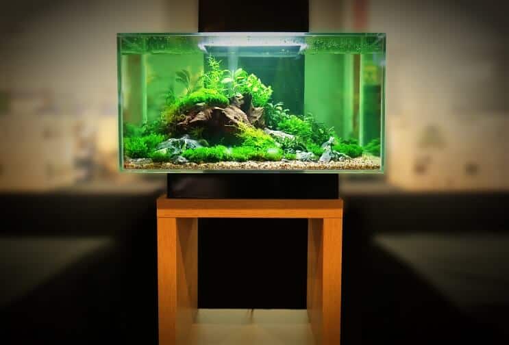 Damızlık Tankı 2