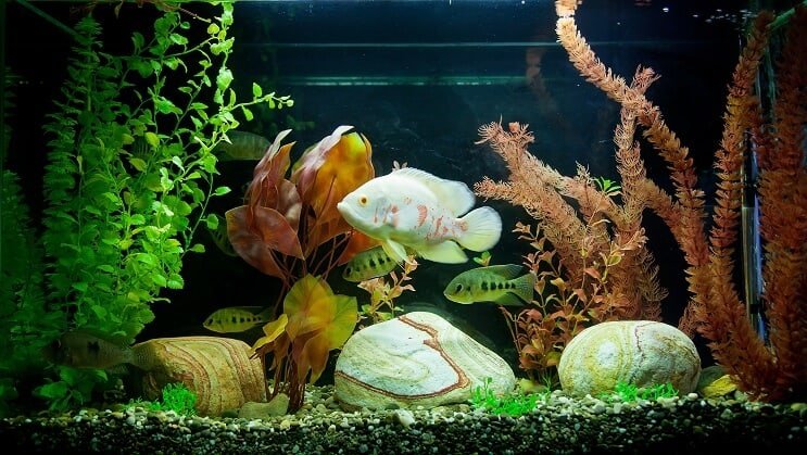 Tropikal Tank
