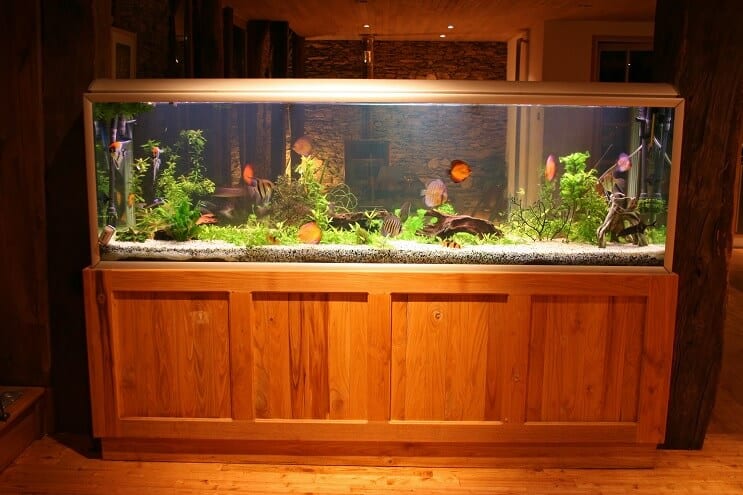 Discus Tankı