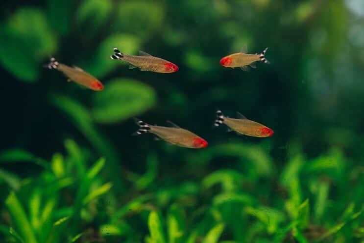 Rummy Nose Tetra Tank Arkadaşları