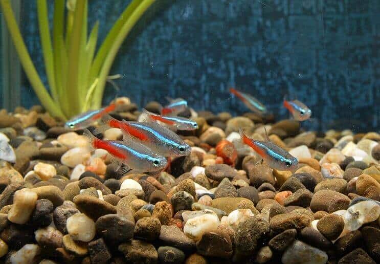 Neon Tetralar