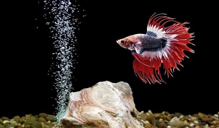 Betta Balık