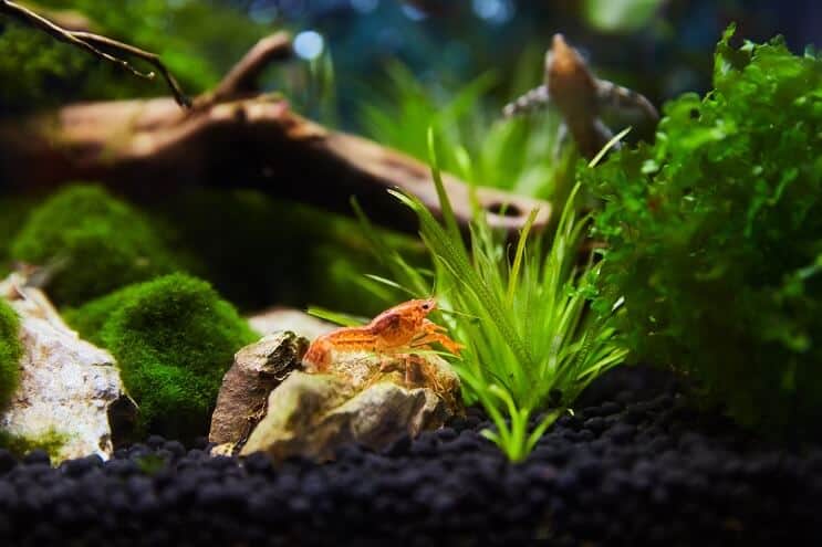 Nano Tankı
