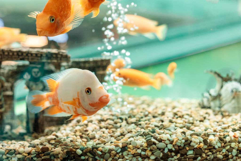 Balık Tankı Nasıl Döndürülür?