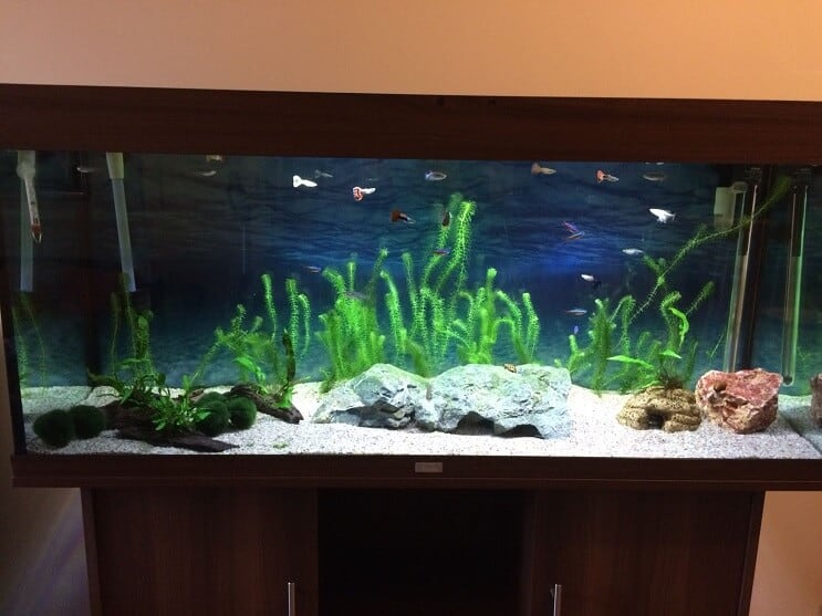 Bitmiş Tank