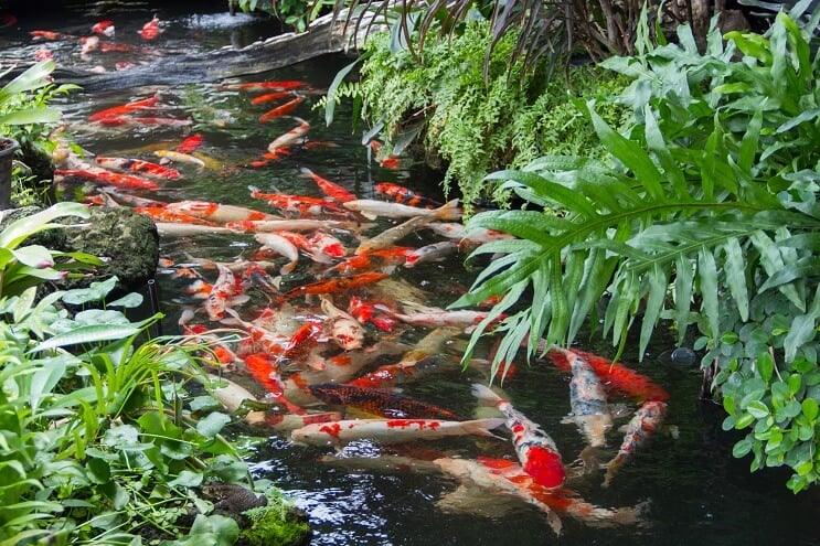 Koi Göleti