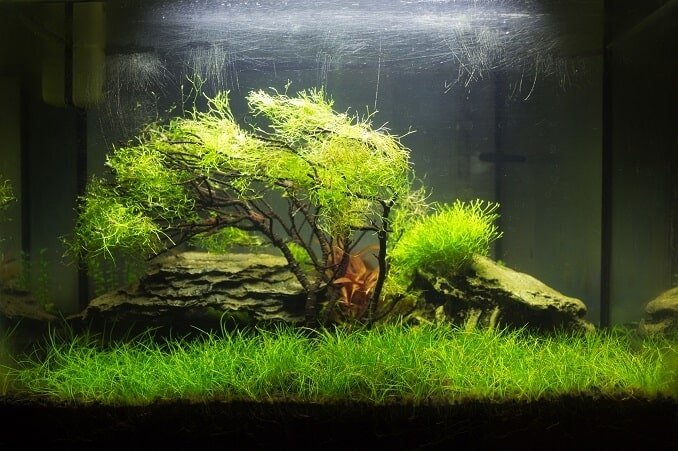 Aquascaped Akvaryum
