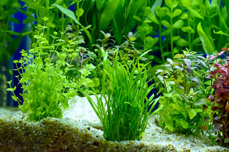 Betta Fish için En İyi Bitkiler