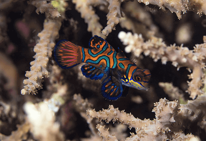 Çizgili Mandarinfish