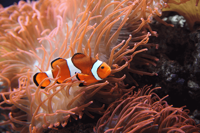 Ocellaris Palyaço Balığı