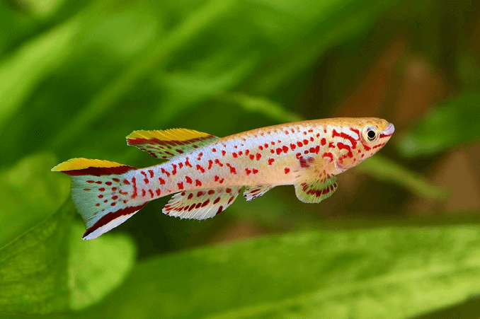 Mavi Lyretail Killifish