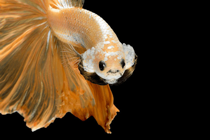 Crowntail Betta Görünümü