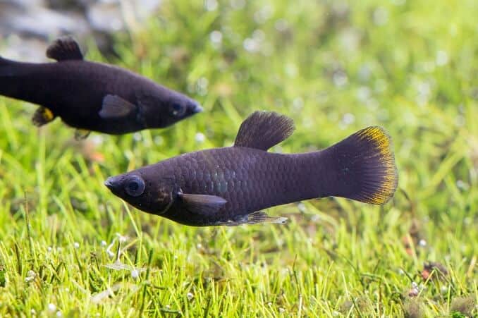 Siyah Mollies