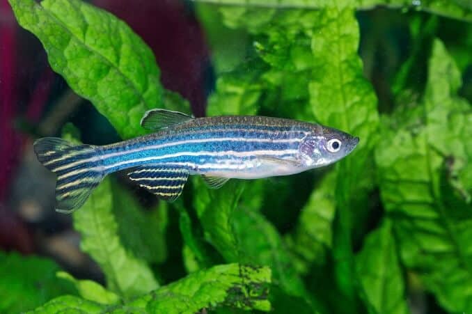 Zebra balığı (Danio)
