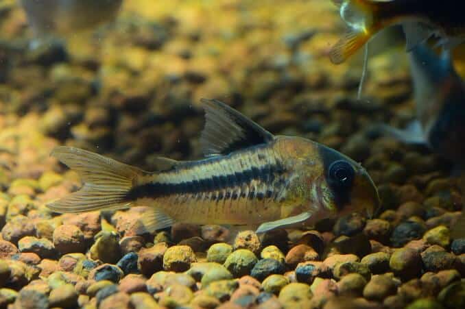 Corydoras Yayın Balığı
