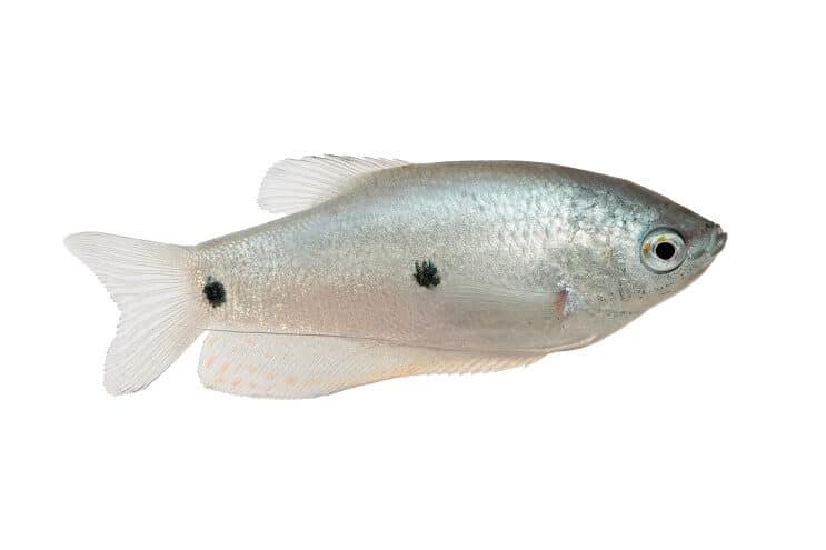 Üç Spot Gurami