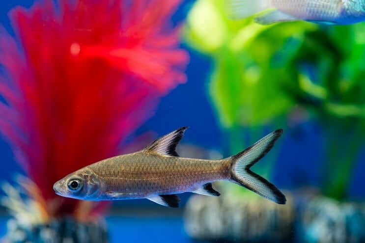 Bala Shark Tank Koşulları