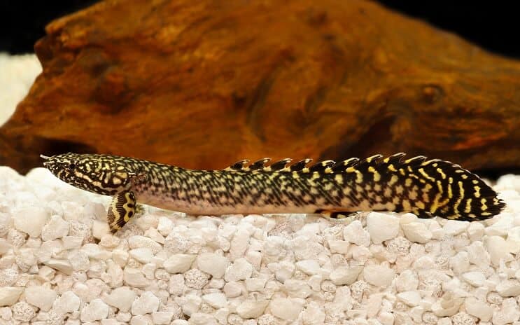 Süslü Bichir