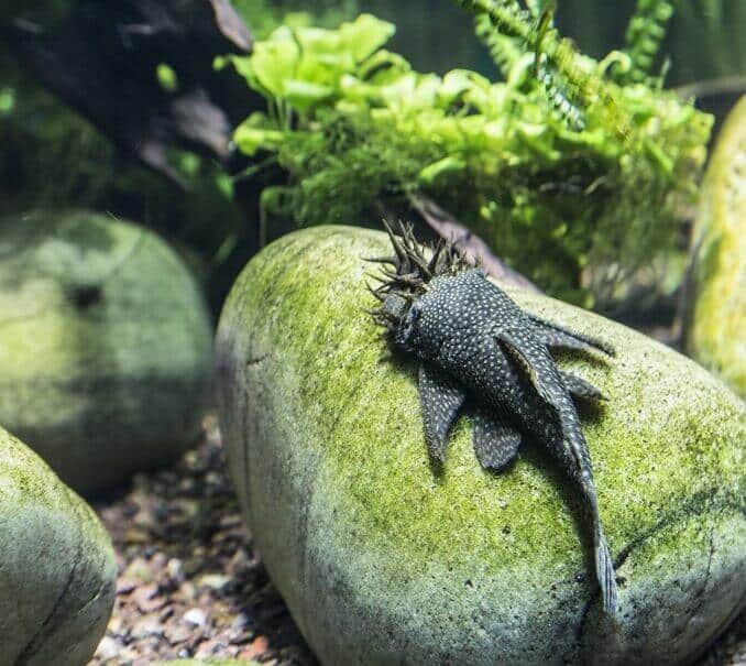 Bristlenose Vatoz Görünümü