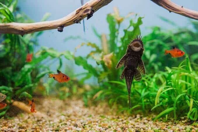 Erkek Bristlenose Vatoz