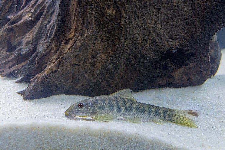 Çin Yosunu Yiyen Habitatı