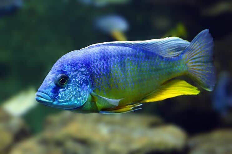 Peacock Çiklit