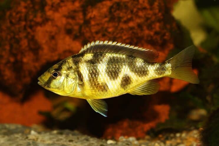Haplokrom