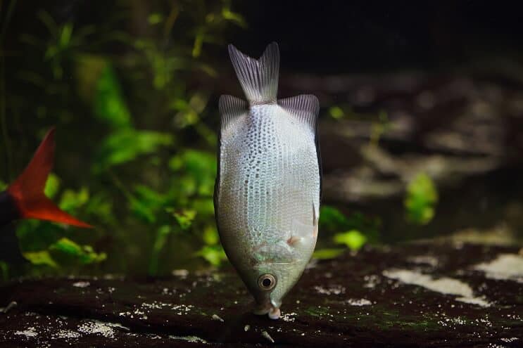 Gourami Parkı Öpüşme