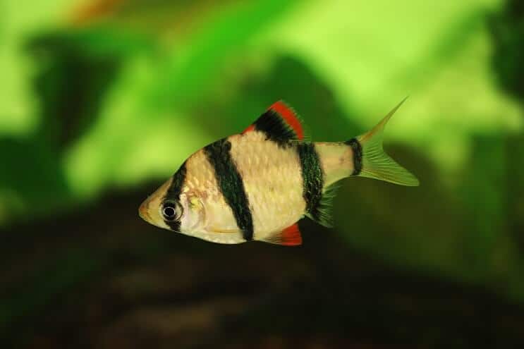 Kaplan Barb
