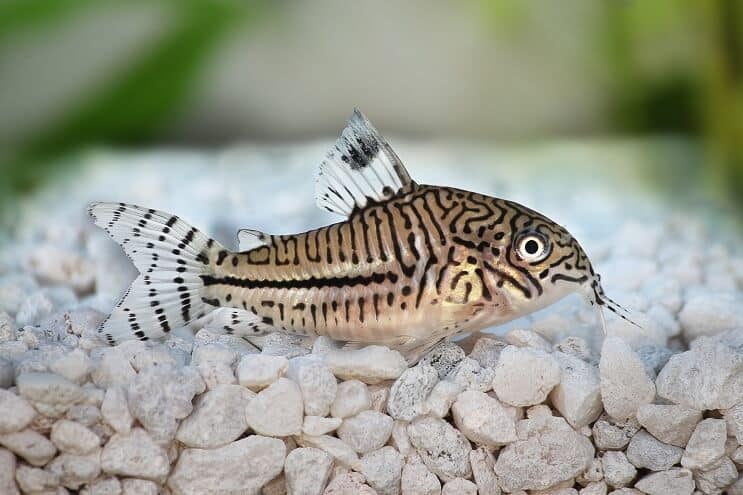 Cory Catfish Genel Bakış