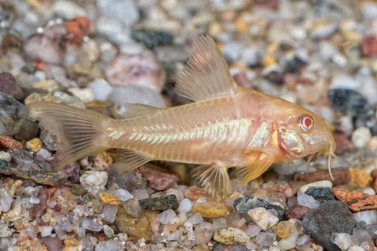 Albino Cory Yayın Balığı