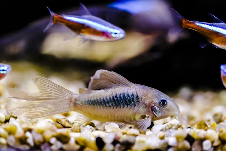 Cory Tank Arkadaşları