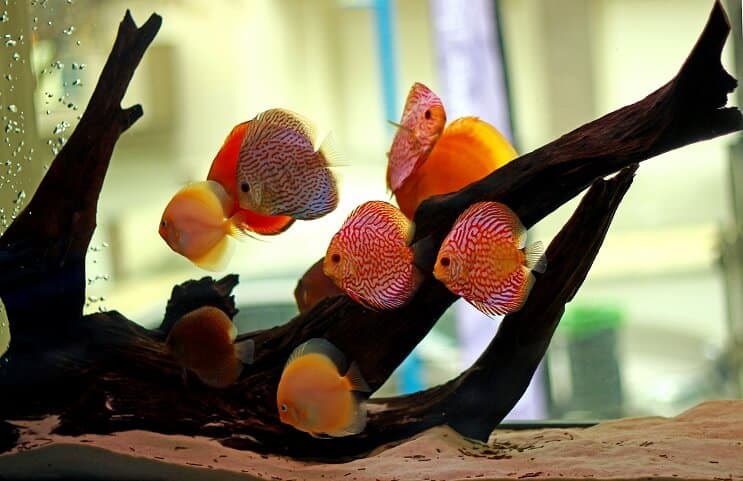 Discus Balıkları Habitatı