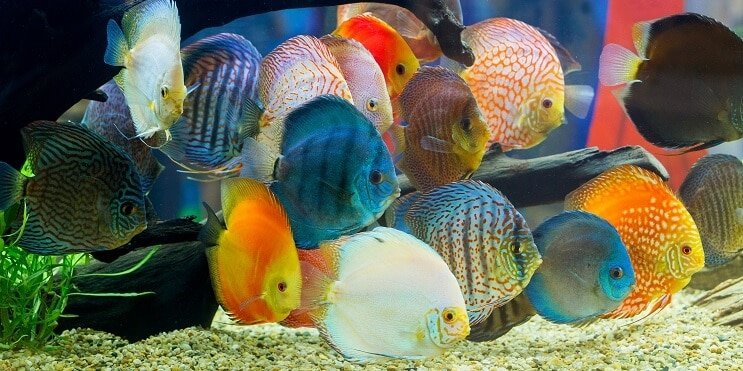 Discus Balık