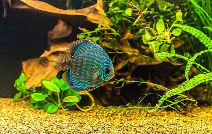 Tankta Discus Balık