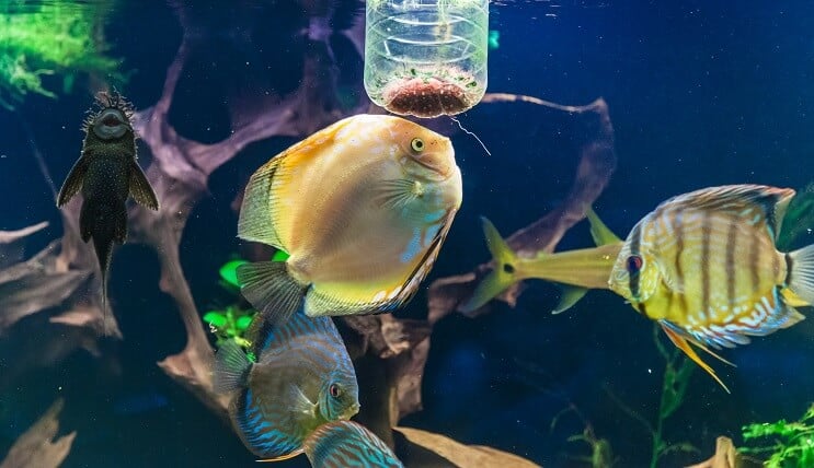 Discus Besleme