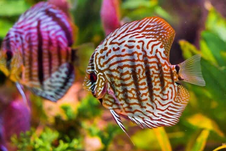 2 Discus Balığı