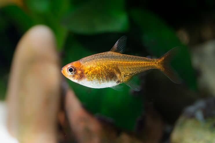 Ember Tetra Görünümü