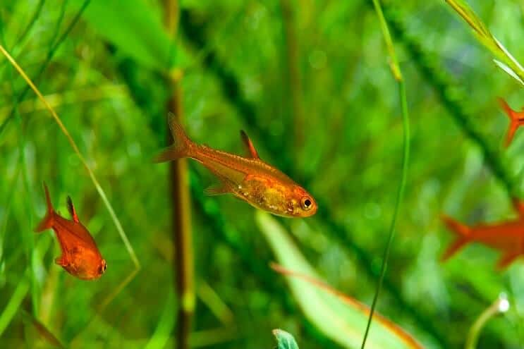 Ember Tetra Yüzme