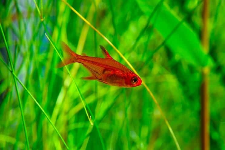 Ateş Tetra