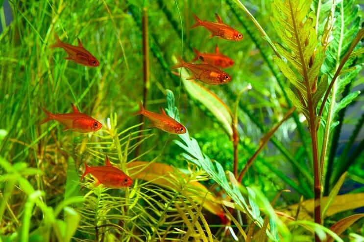 Ember Tetra Tank Arkadaşları