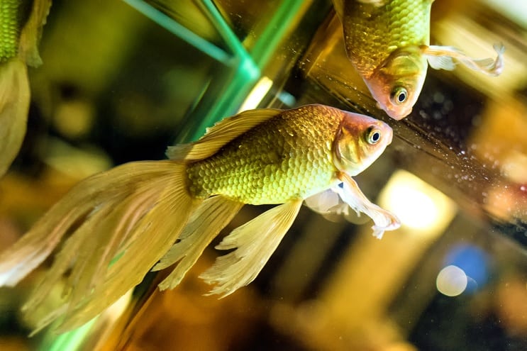 Fantail Japon Balığı