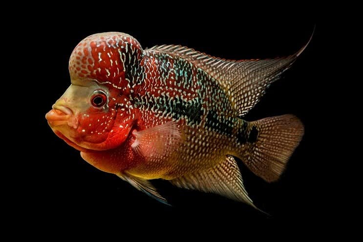 Flowerhorn Çiklit Görünümü