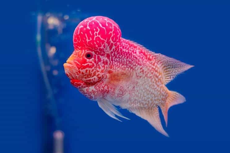 Flowerhorn Çiklit Genel Bakış