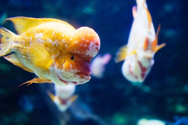 Flowerhorn Çiklit