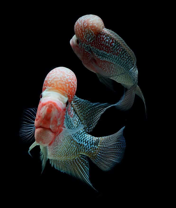 Flowerhorn Cichlid Tank Arkadaşları