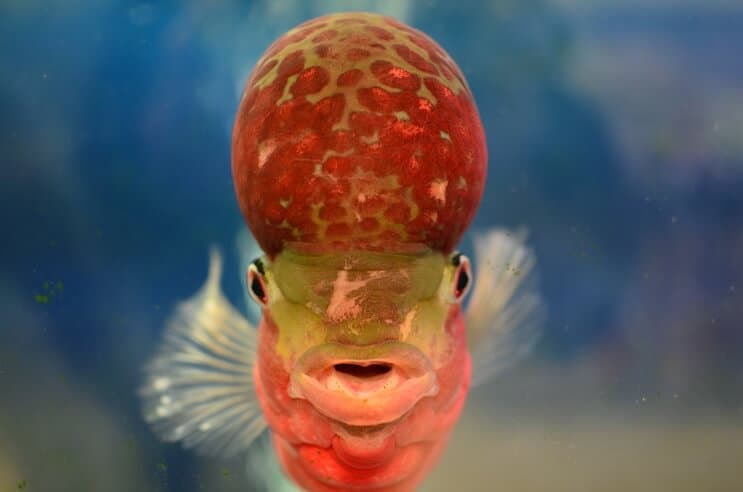 Önden Flowerhorn Çiklit