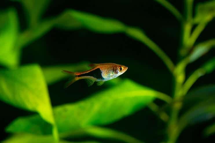 Alacalı Rasbora