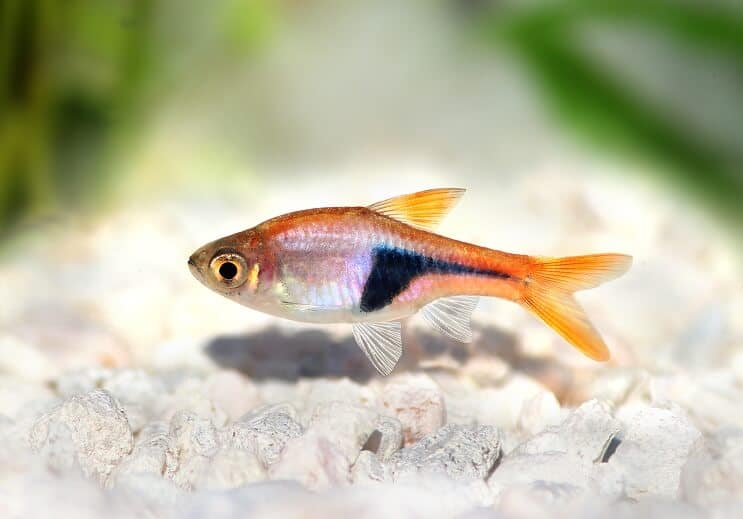 Alacalı Rasbora Görünümü